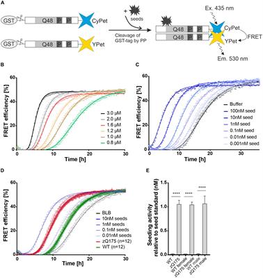 Small, Seeding-Competent Huntingtin Fibrils Are Prominent Aggregate Species in Brains of zQ175 Huntington’s Disease Knock-in Mice